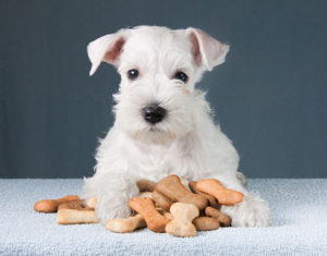 Biscoitos para cachorros