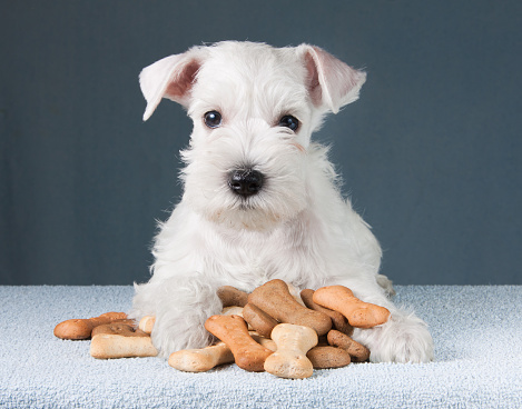 Biscoitos para cachorros