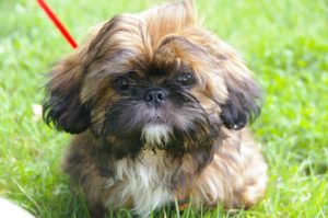 Raça Shih Tzu