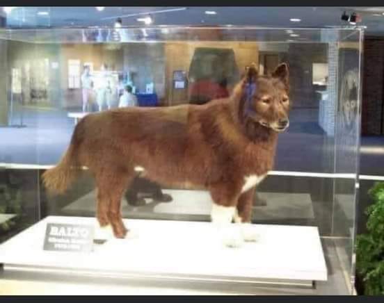 balto e togo