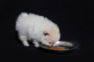 Spitz Alemão ou Lulu da Pomerânia é muito ativo e brincalhão Eles são cães inteligentes e autoconfiantes É uma raça muito popular no Brasil.