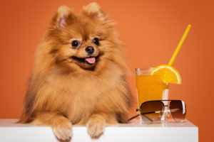 Spitz Alemão ou Lulu da Pomerânia é muito ativo e brincalhão Eles são cães inteligentes e autoconfiantes É uma raça muito popular no Brasil.
