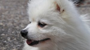 Spitz Alemão ou Lulu da Pomerânia é muito ativo e brincalhão Eles são cães inteligentes e autoconfiantes É uma raça muito popular no Brasil.