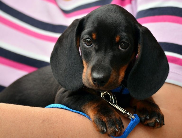 Meu cachorrinho não come e nem bebe água