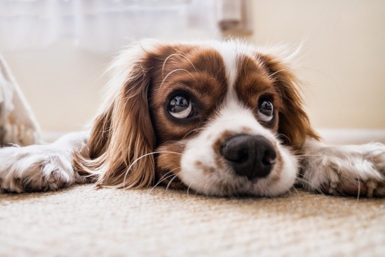 Meu Cachorrinho não quer Comer