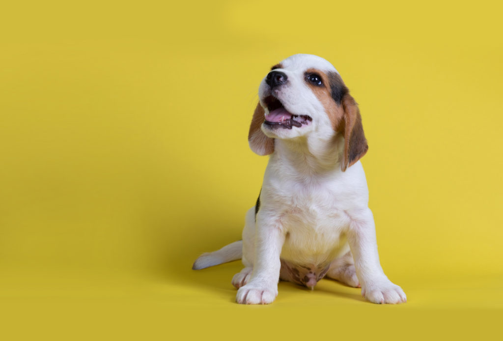 Cachorrinho levou uma mulher até seu irmãozinho