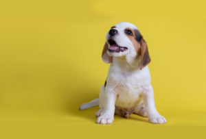 Cachorrinho levou uma mulher até seu irmãozinho