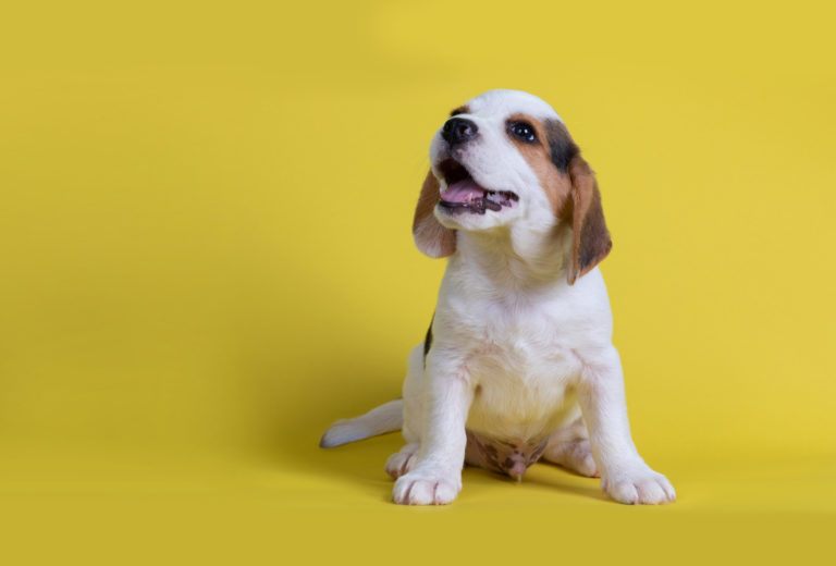 Cachorrinho levou uma mulher até seu irmãozinho