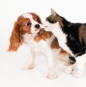 Cães e gatos com anemia