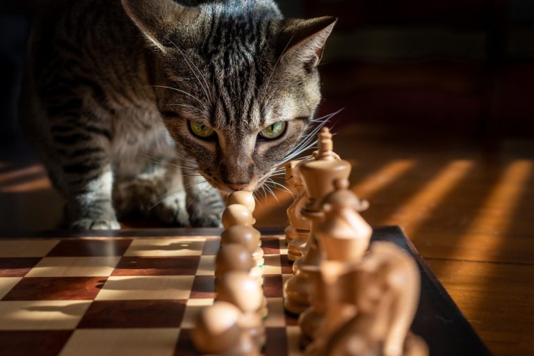 Meu gato anda tropeçando