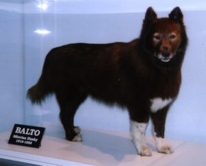balto e togo