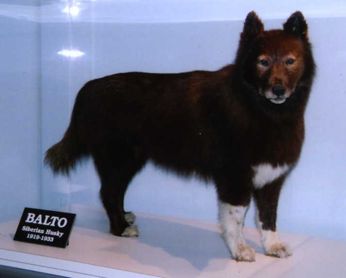 balto e togo