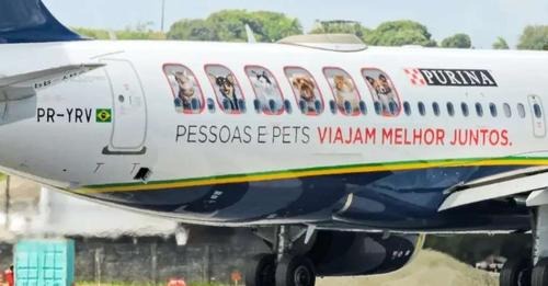 Cães e gatos viajam de avião na Azul
