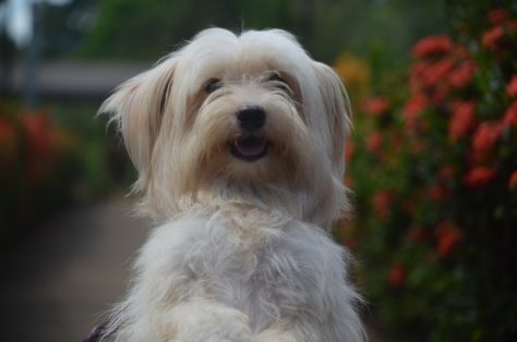 Shih Tzu é uma raça de cães originária da China, onde é conhecida como "Lion Dog" devido ao seu pelo longo e encaracolado que lembra o pelo de um leão.