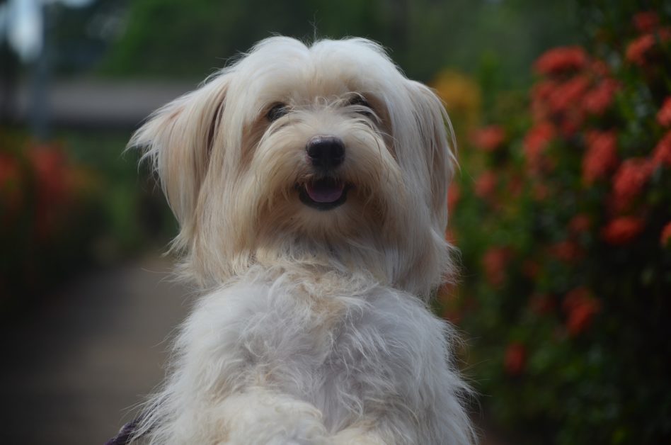 Shih Tzu é uma raça de cães originária da China, 