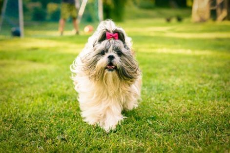 shih-tzu-dog