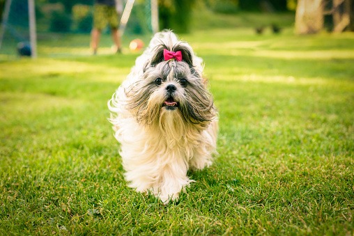 shih-tzu-dog