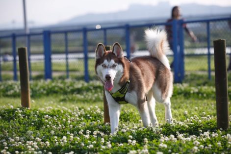 Benefícios da adoção de animais de estimação
