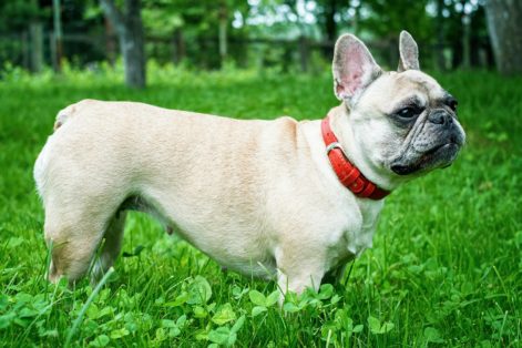 Bulldog Francês