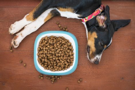 Como escolher o alimento certo para o seu animal de estimação