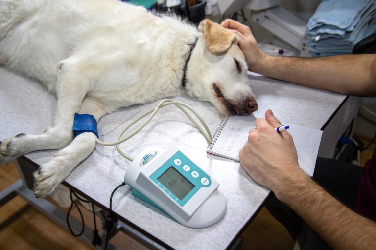 Como escolher o melhor veterinário para seu pet