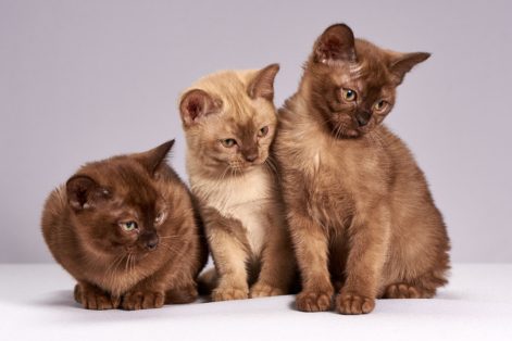 Como identificar e prevenir o estresse em animais de estimação