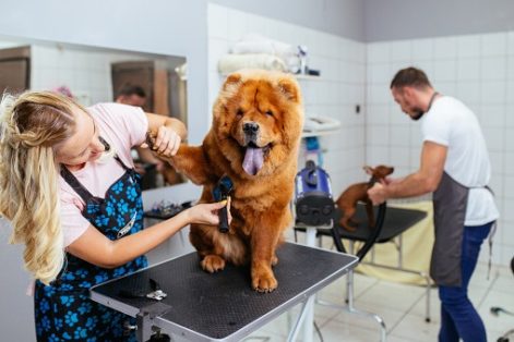 "Como manter a higiene de seu pet em casa"