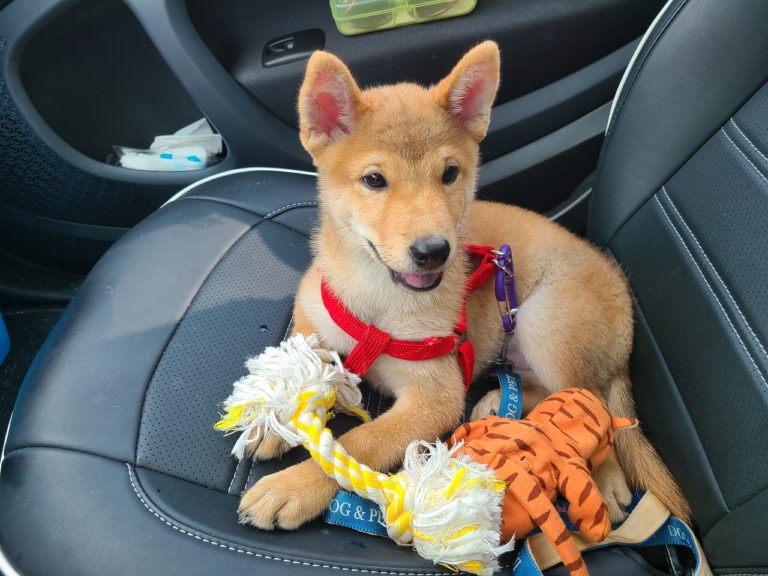 Como preparar seu lar para a chegada do seu novo pet