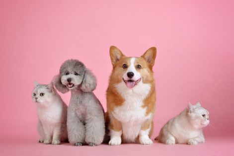Cuidados Essenciais com a Pele e Pêlo de Seu Pet