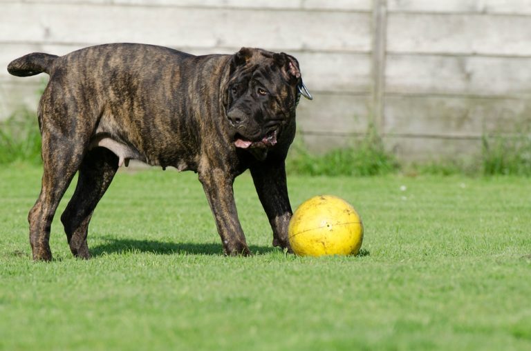Dicas para escolher o melhor brinquedo para seu pet