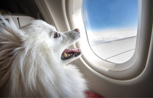 Dicas para viagens com animais de estimação