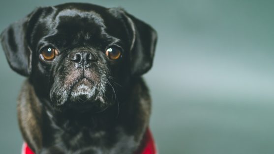 pug