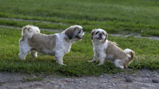 Shih Tzu