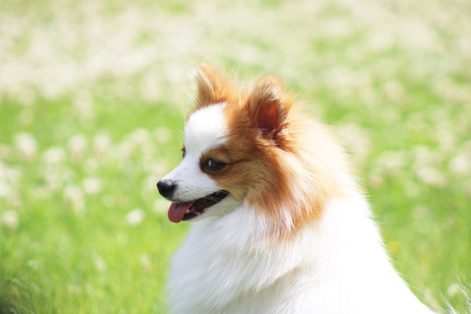 Spitz Alemão