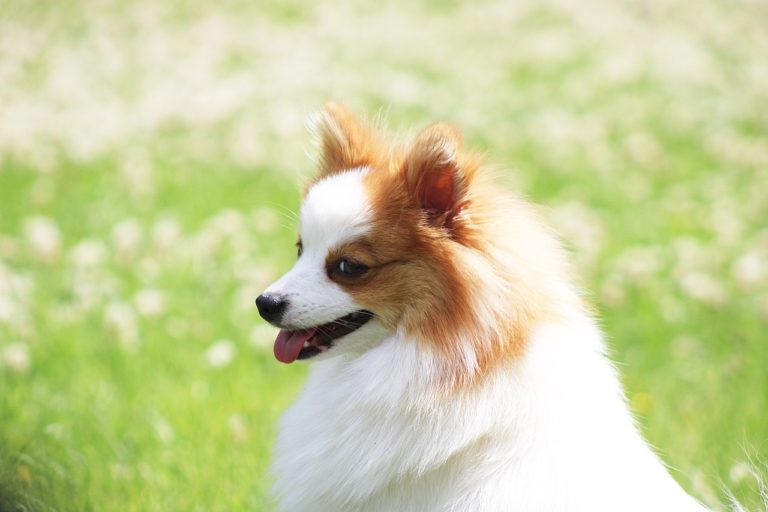 Spitz Alemão