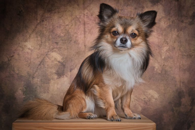 As melhores raças de cachorro para apartamentos pequenos