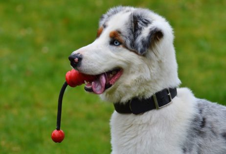 Brincadeiras para pets