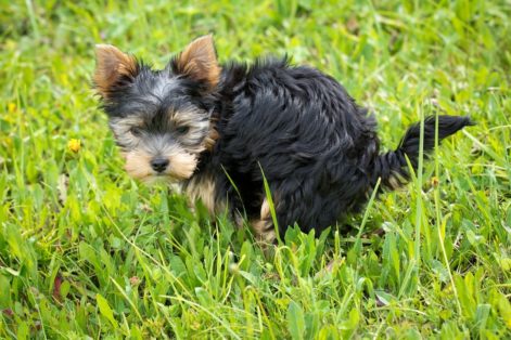 Como ensinar o seu cachorro a fazer necessidades no lugar certo