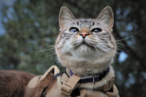 Como treinar seu gato para andar de coleira