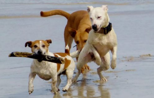 Dicas para lidar com a ansiedade do seu cão