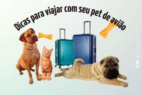 Dicas para viajar com seu pet de avião