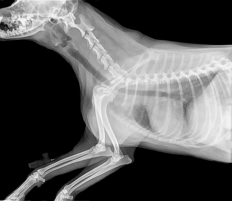 O que fazer se seu pet engolir algo perigoso