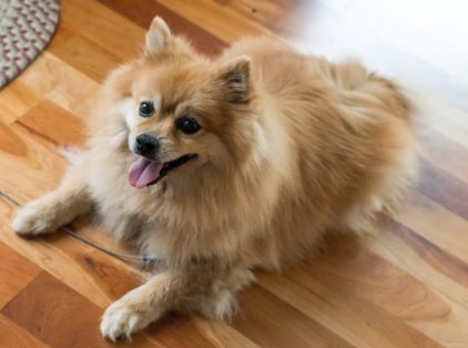 Os melhores alimentos para pets com alergias