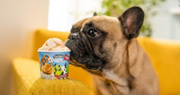 sorvete para pets