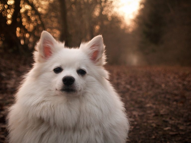 5 Curiosidades do Spitz Alemão