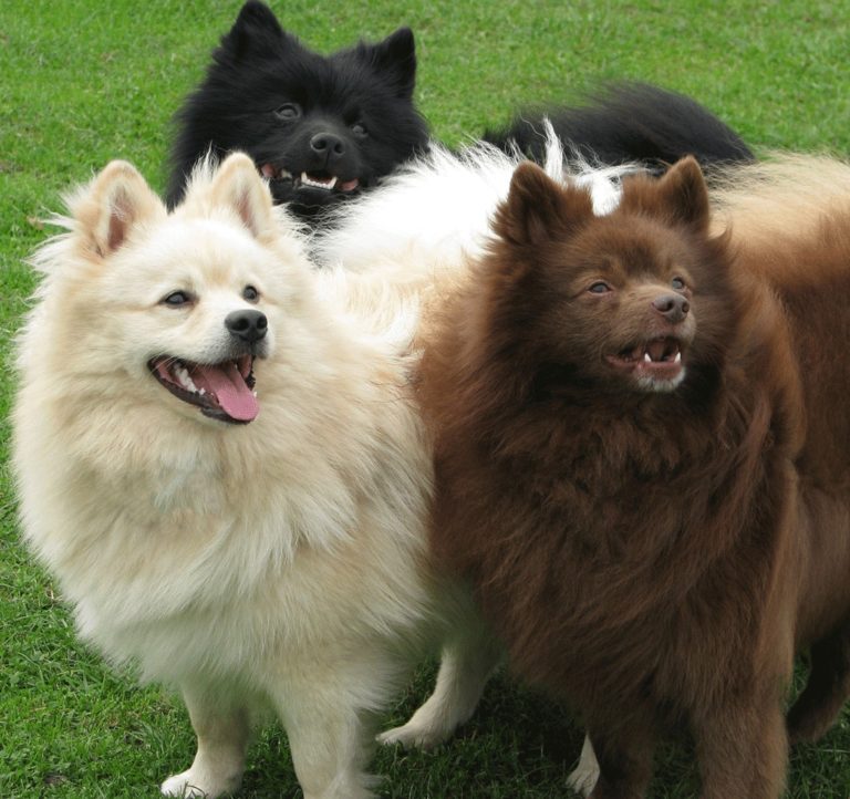 Cães Alertas e Excelentes Guardiões