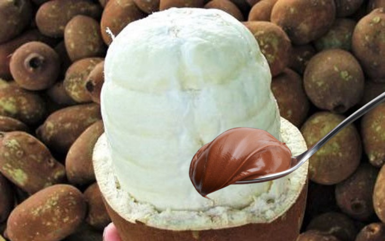 Receita de Chocolate de Cupuaçu