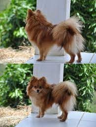 Tamanho variado diferente do Spitz Alemão